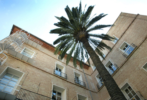 Foto palmera pequeña UIMP34