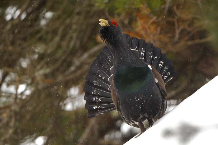 Western Capercaillie Spain