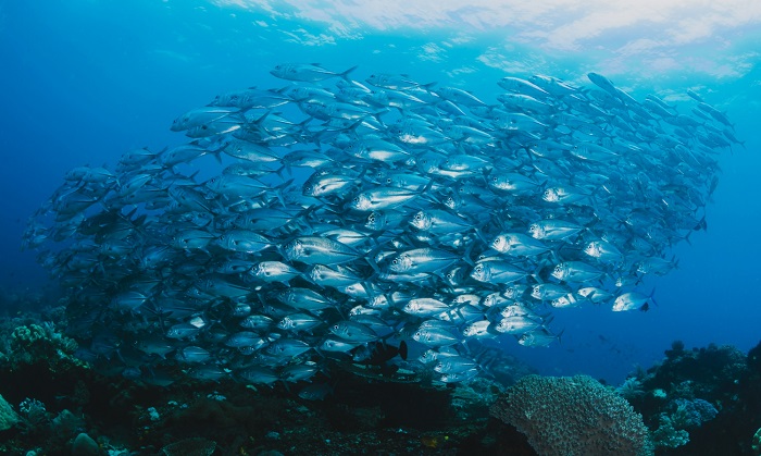 shoal of fish underwater